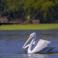 Bharatpur Tour Packages